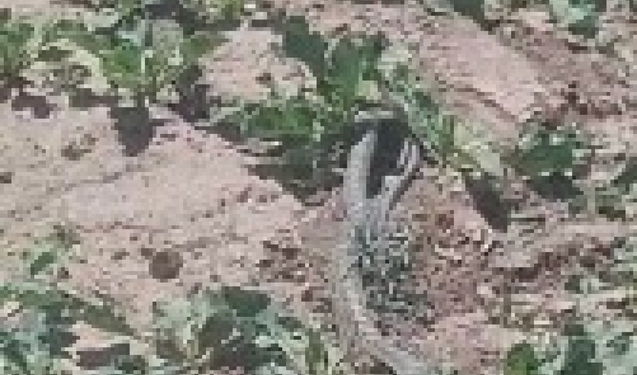 Kulu’da yılanların çiftleşme anı kamerada