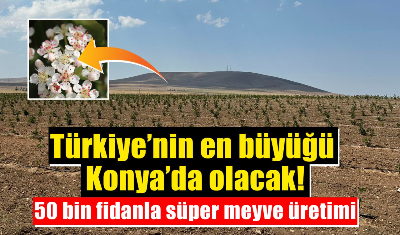 Türkiye’nin en büyüğü Konya’da olacak! 50 bin fidanla süper meyve üretimi