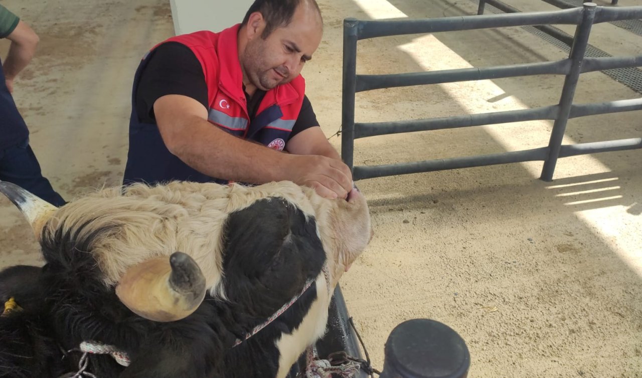 Konya’da Kurbanlık Denetimleri Sıkılaştırıldı! 