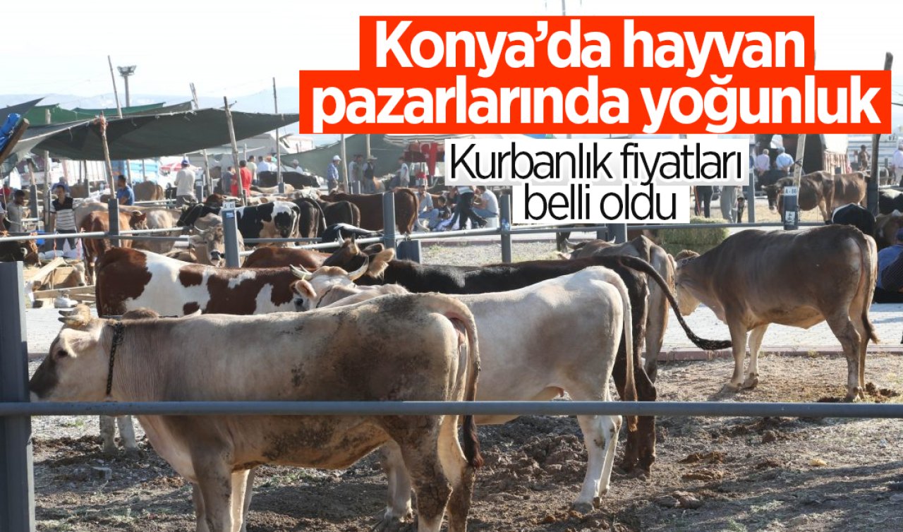 Konya’da hayvan pazarlarında yoğunluk! Kurbanlık fiyatları belli oldu