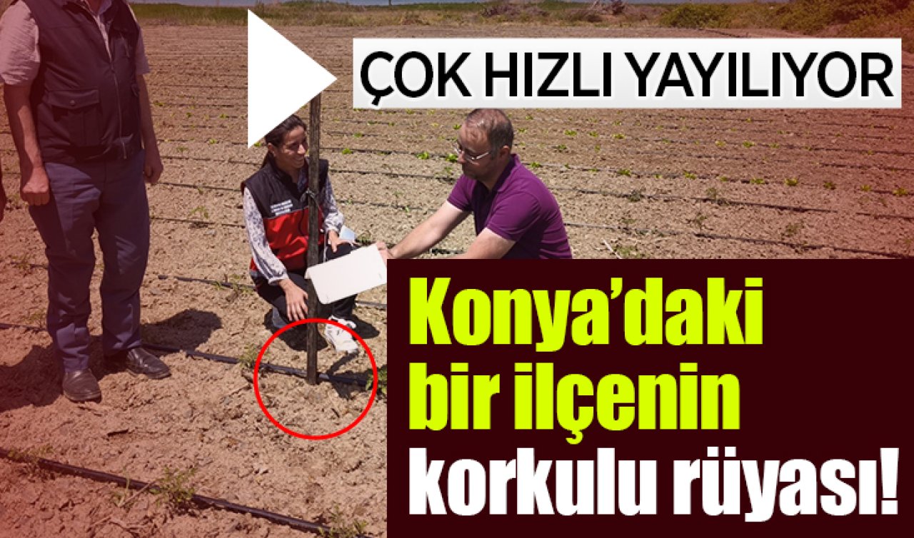 Konya’daki bir ilçede yakın takibe alındı! Çok hızlı yayılıyor