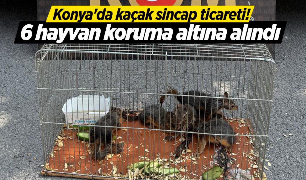 Konya’da kaçak sincap ticareti! 6 hayvan koruma altına alındı 