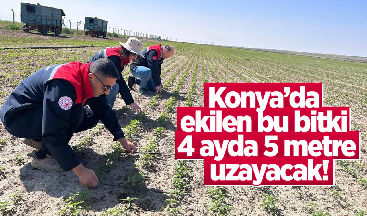 Konya’da ekilen bu bitki 4 ayda 5 metre uzayacak! Topraktan yeni çıktı  