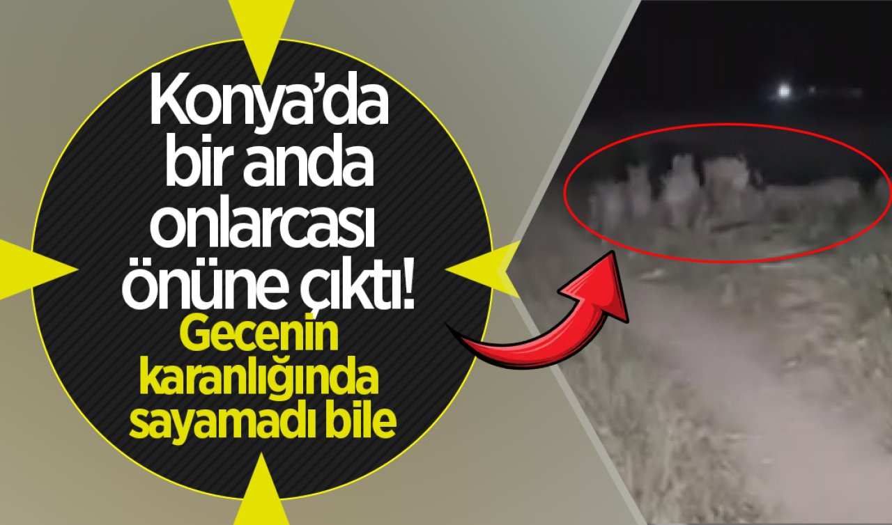 Konya’da bir anda onlarcası önüne çıktı Gecenin karanlığında sayamadı bile