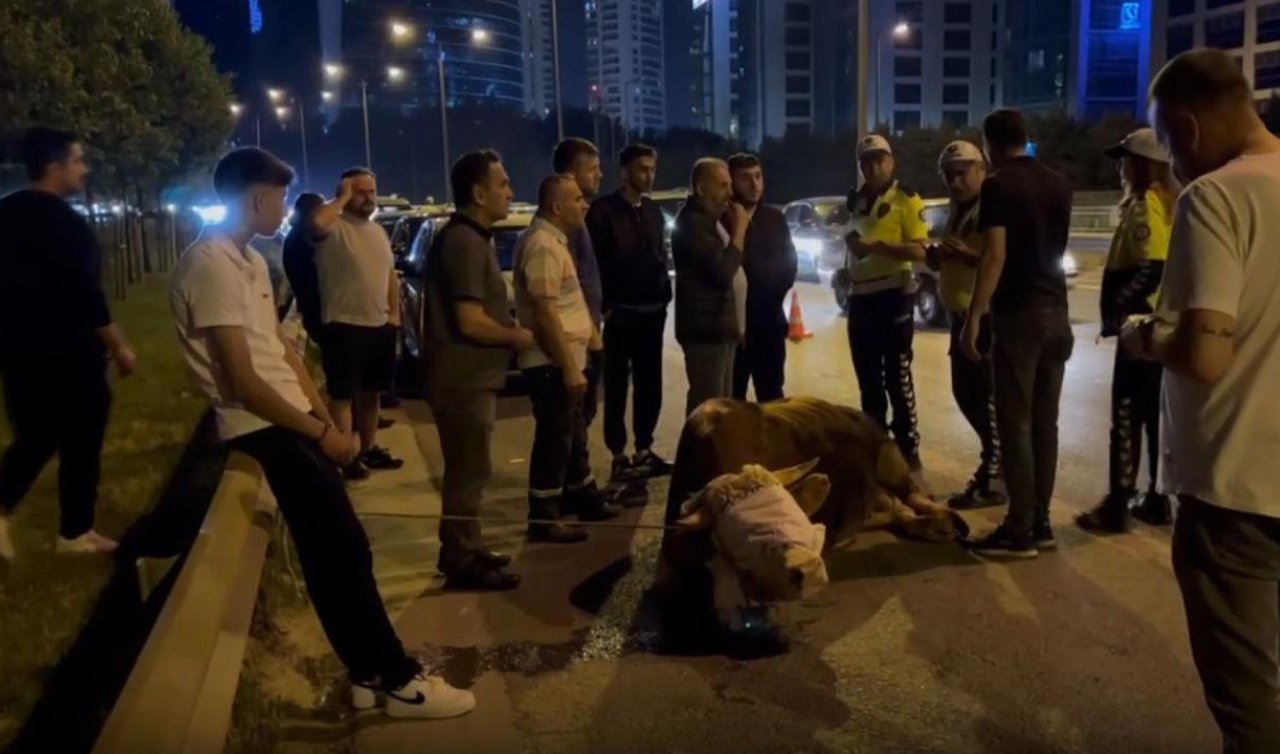 Kamyonetten atlayan kurbanlık dananın ayağı kırıldı