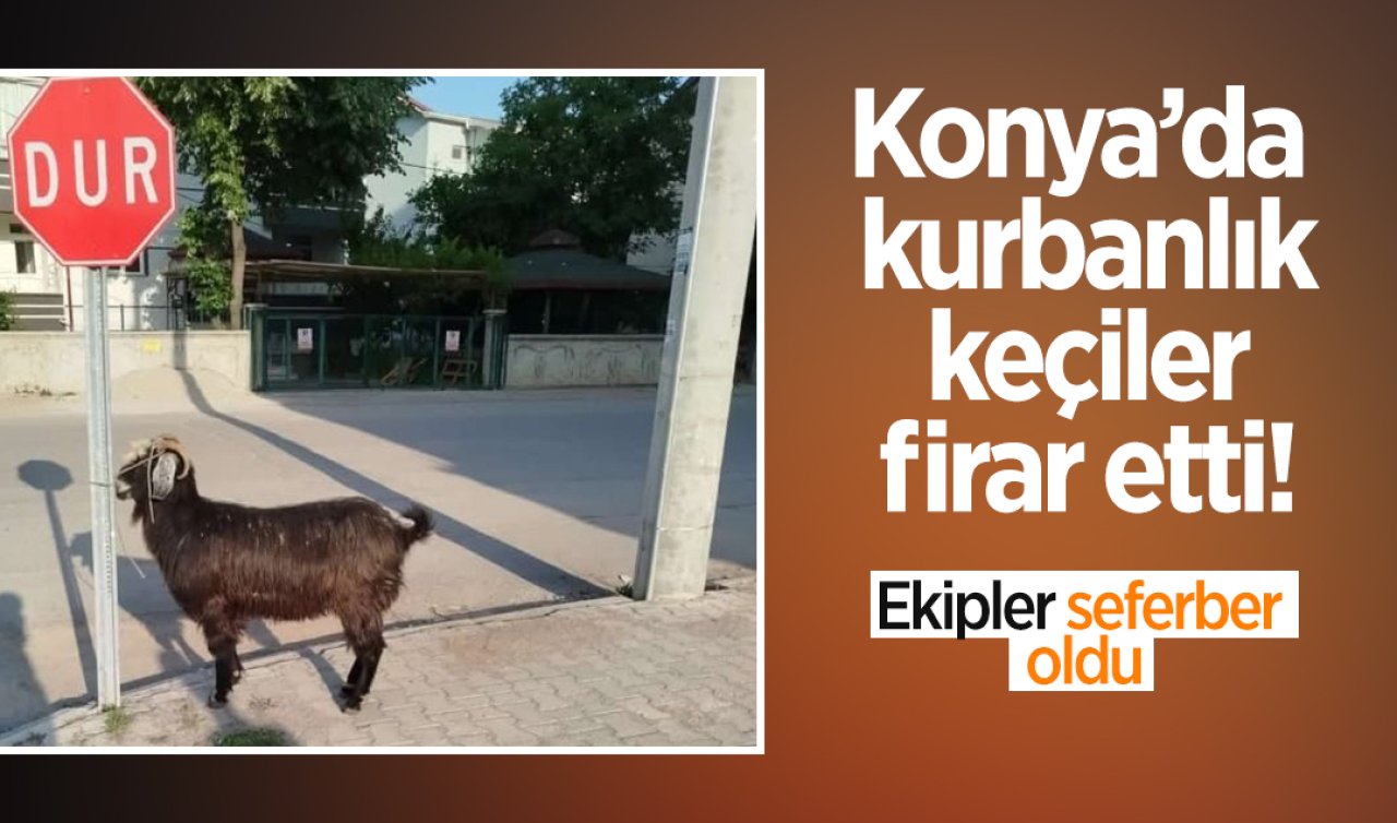  Konya’da  kurbanlık  keçiler  firar etti! Ekipler seferber  oldu