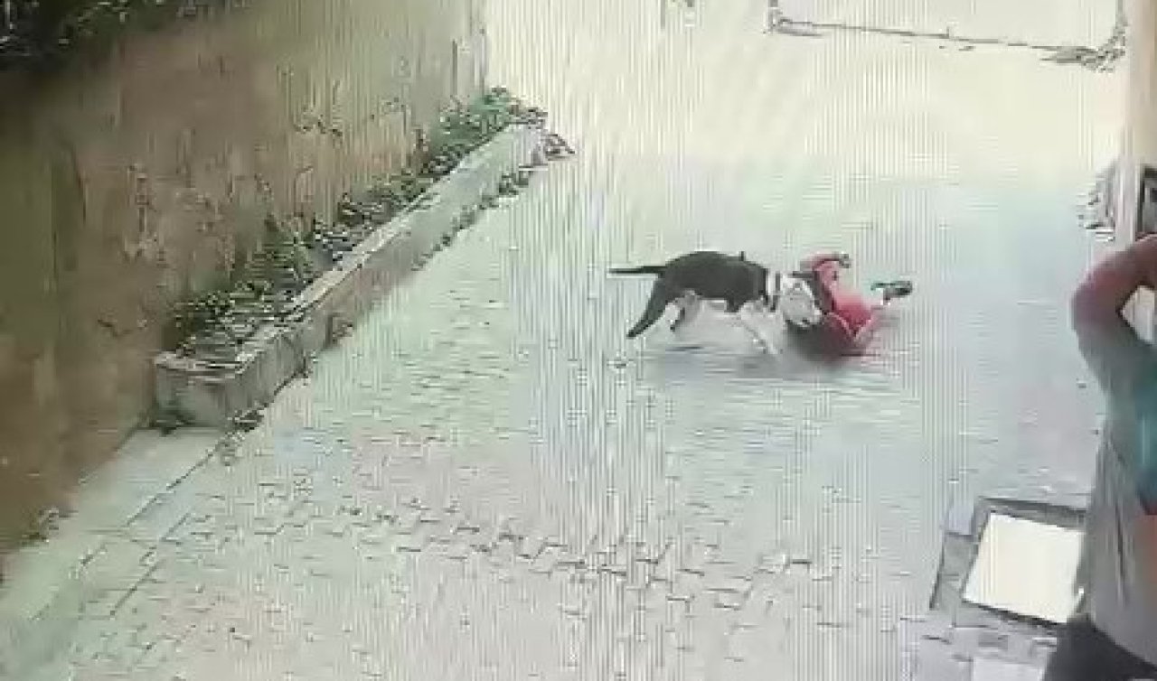 Pitbull cinsi köpeğin çocuğa saldırdığı anlar kamerada