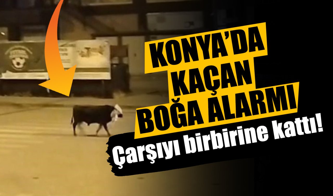 Konya’da kaçan kurbanlık boğa çarşıyı birbirine kattı