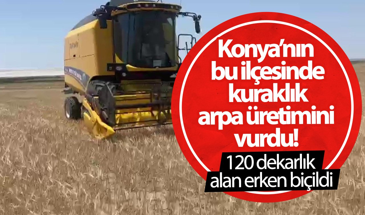 Konya’nın bu ilçesinde kuraklık arpa üretimini vurdu! 120 dekarlık alan erken biçildi