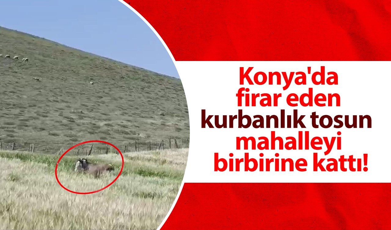 Konya’da firar eden kurbanlık tosun mahalleyi birbirine kattı!