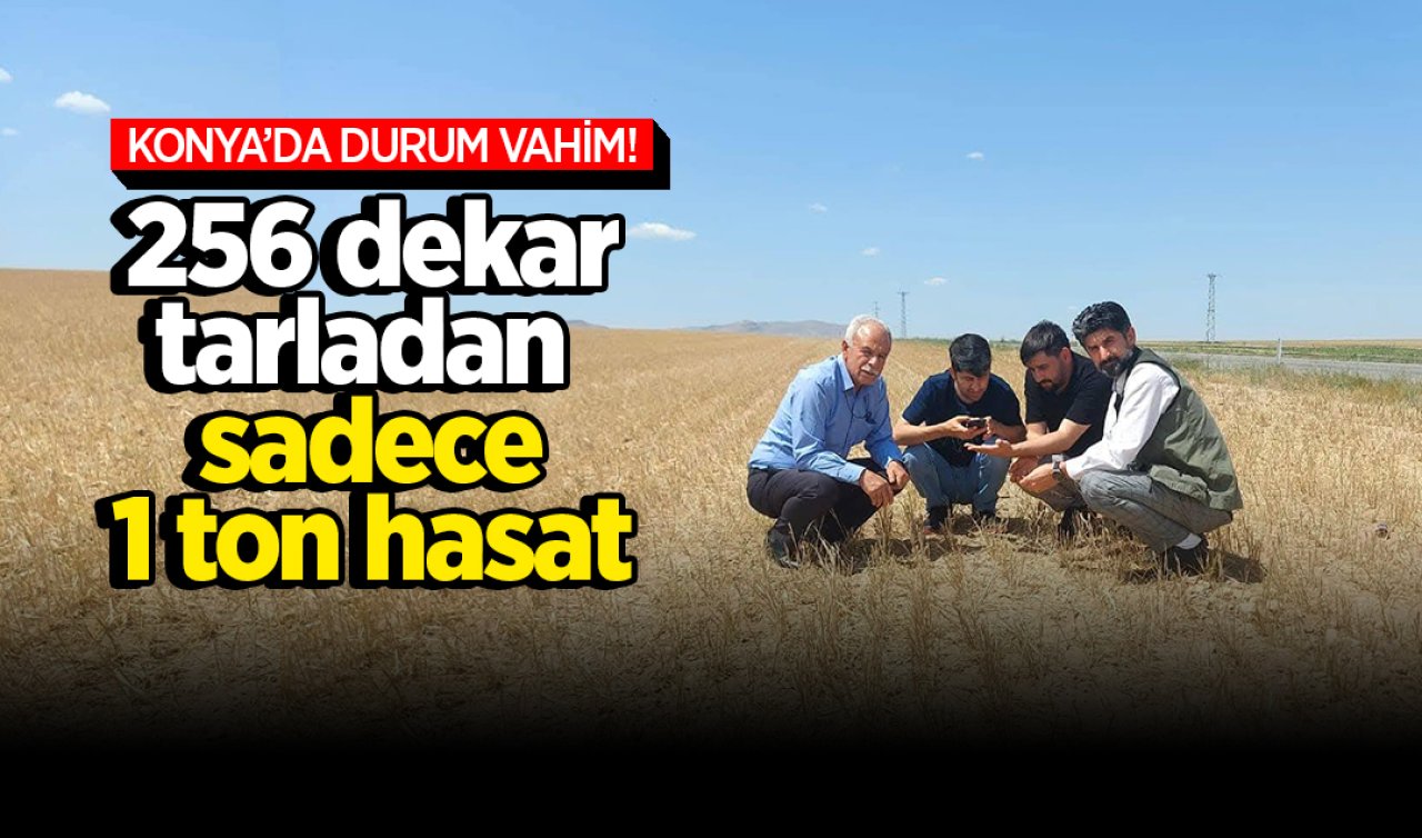Konya’da durum çok vahim 256 dekar tarladan sadece 1 ton hasat