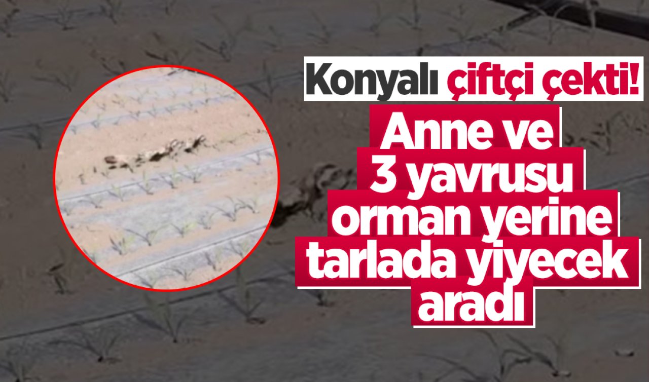 Konya’da çiftçi çekti! Anne ve 3 yavrusu orman yerine tarlada yiyecek aradı