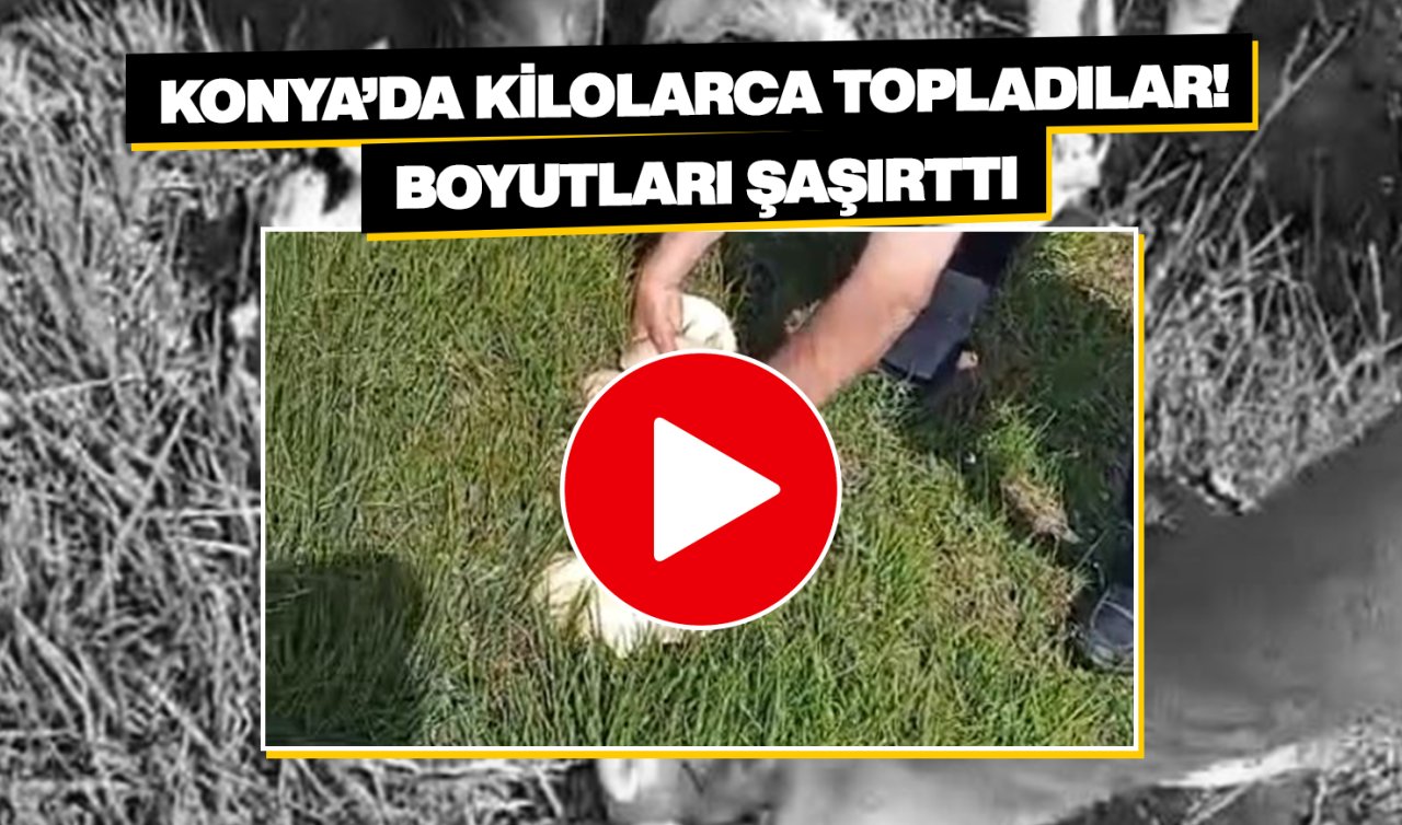 Konya’da gezintiye çıkan 3 kişi kilolarca topladı! Boyutları şaşırttı