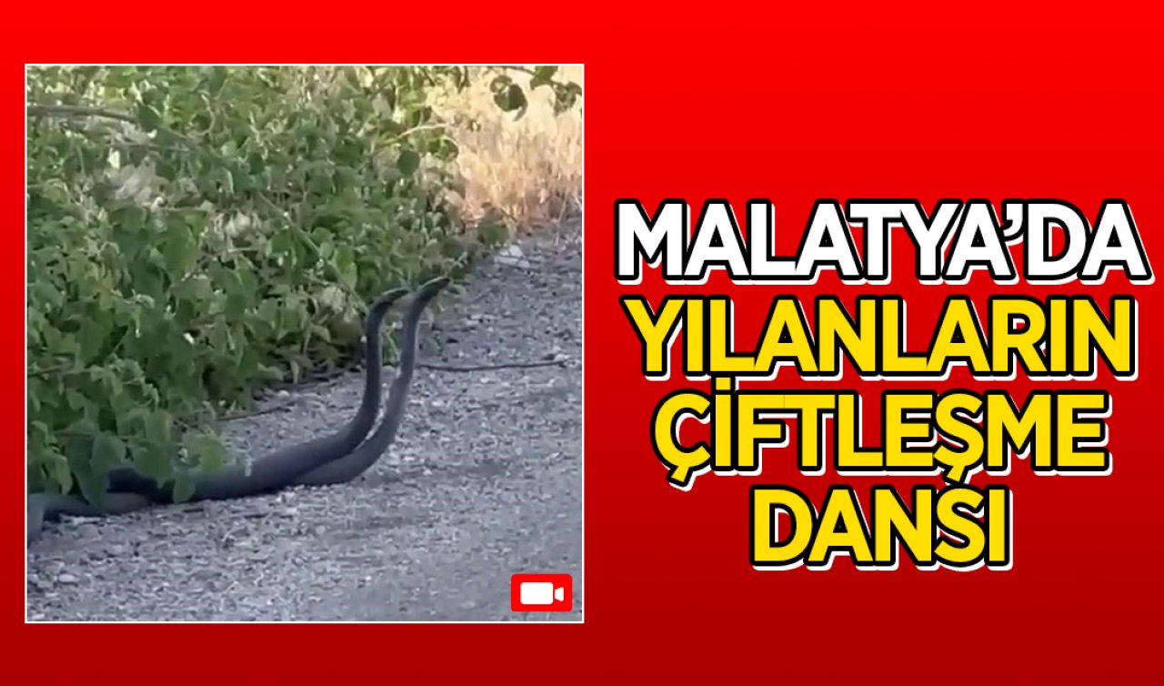 Malatya’da yılanların çiftleşme dansı kameraya yansıdı