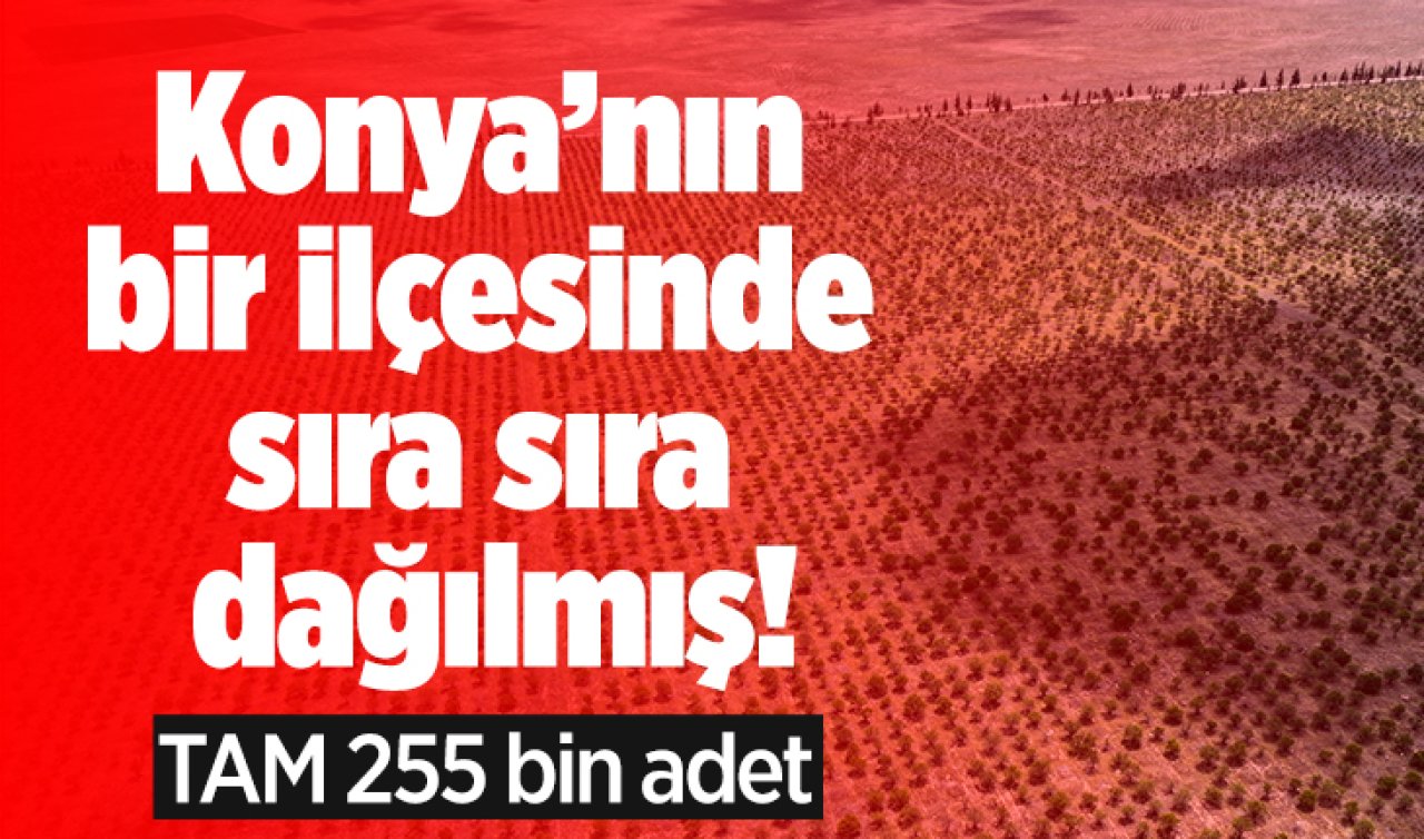Konya’nın bir ilçesinde sıra sıra dağılmış! TAM 255 bin adet
