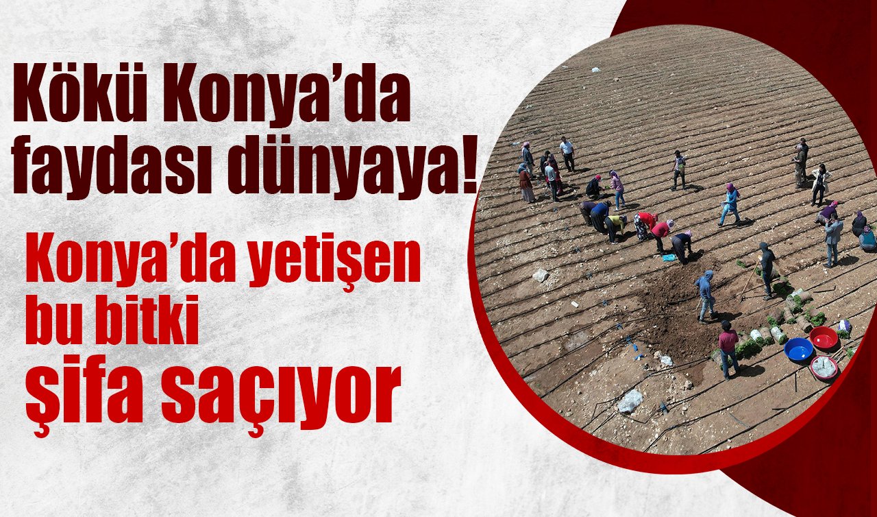 Kökü Konya’da faydası dünyaya! Bu bitki şifa saçıyor