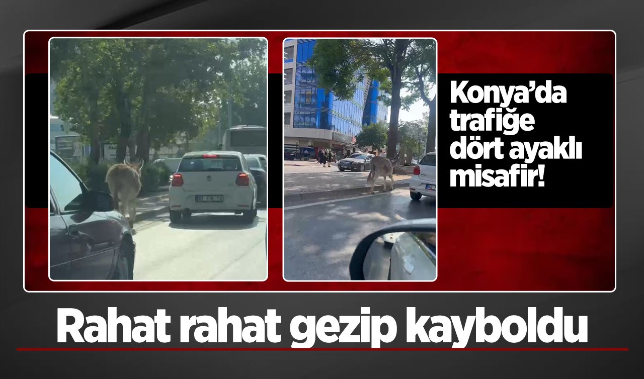 Konya’da trafiğe dört ayaklı misafir Rahat rahat gezip kayboldu