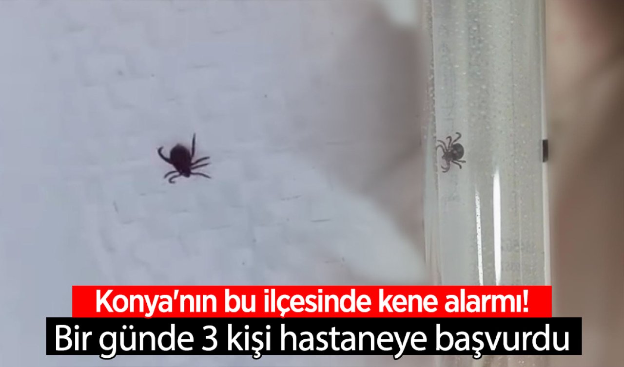 Konya’nın bu ilçesinde kene alarmı! Bir günde 3 kişi hastaneye başvurdu