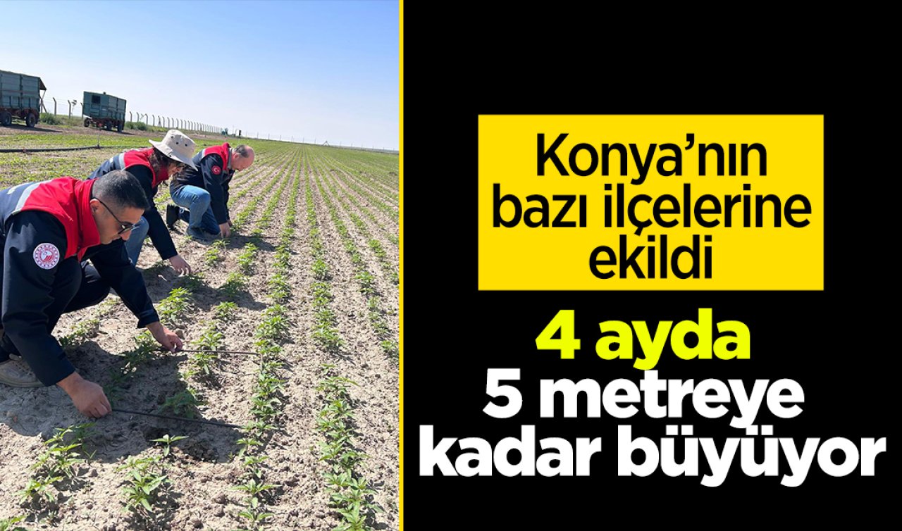 Konya’nın seçili ilçelerine ekildi! 4 ayda 5 metreye kadar büyüyor