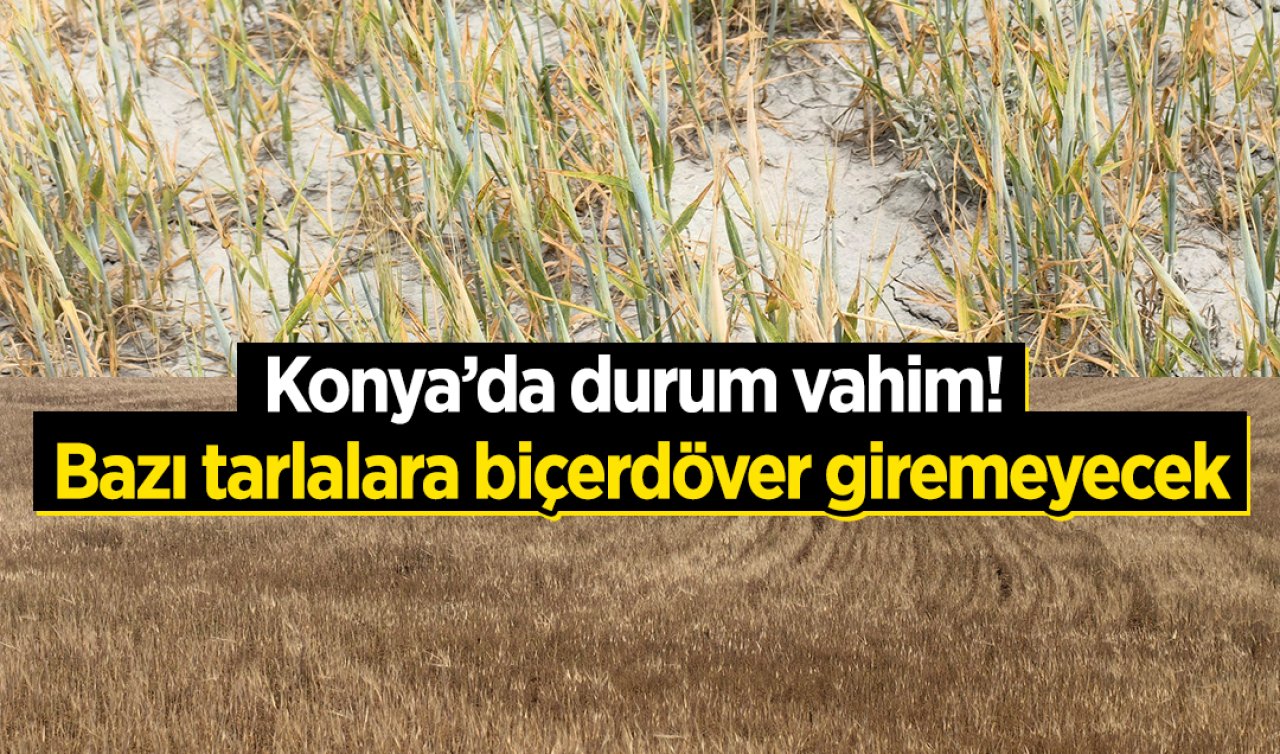 Konya’da durum vahim! Bazı tarlalara biçerdöver giremeyecek