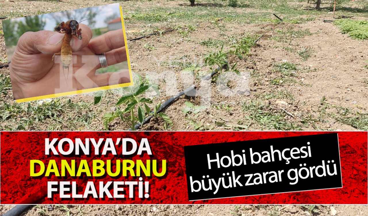 Konya’da danaburnu felaketi! Hobi bahçesi büyük zarar gördü