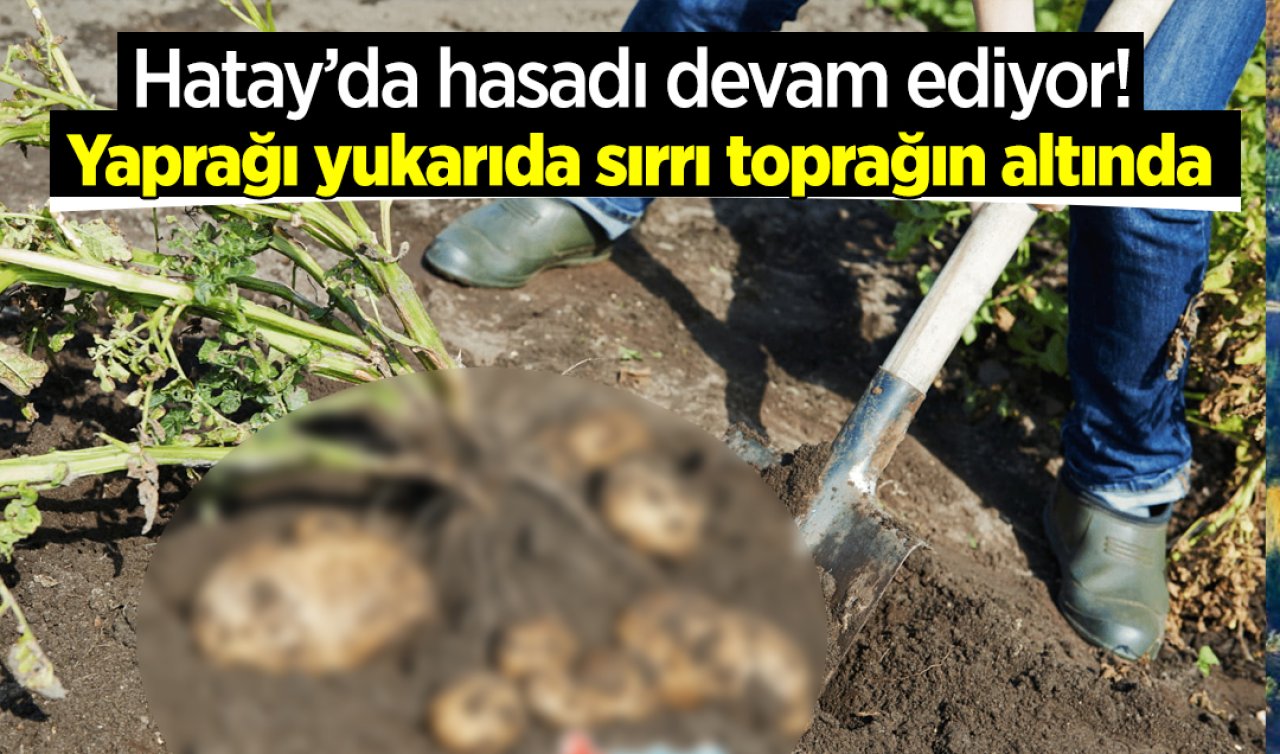 Hatay’da hasadı devam ediyor! Yaprağı yukarıda sırrı toprağın altında