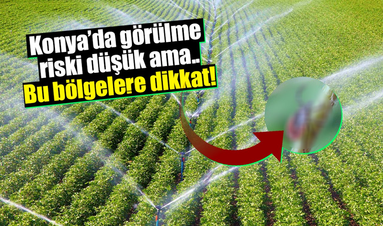  Konya’da görülme riski düşük ama... Bu bölgelere dikkat! 