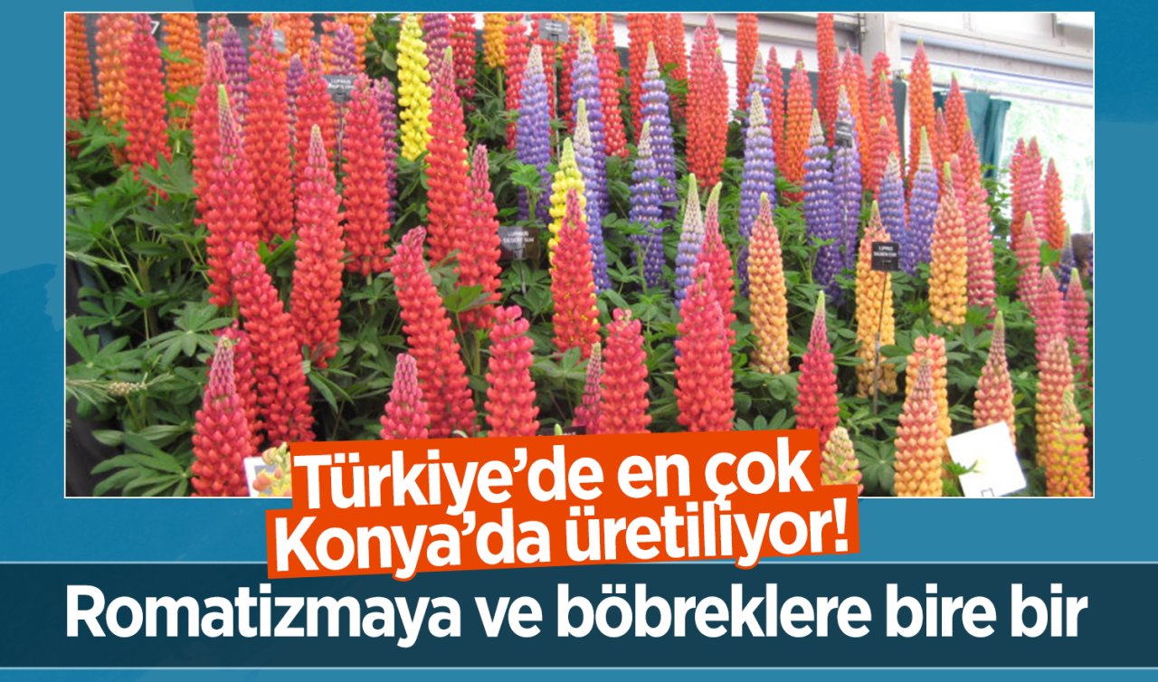 Türkiye’de en çok Konya’da üretiliyor! Romatizmadan böbreğe doğal çözüm