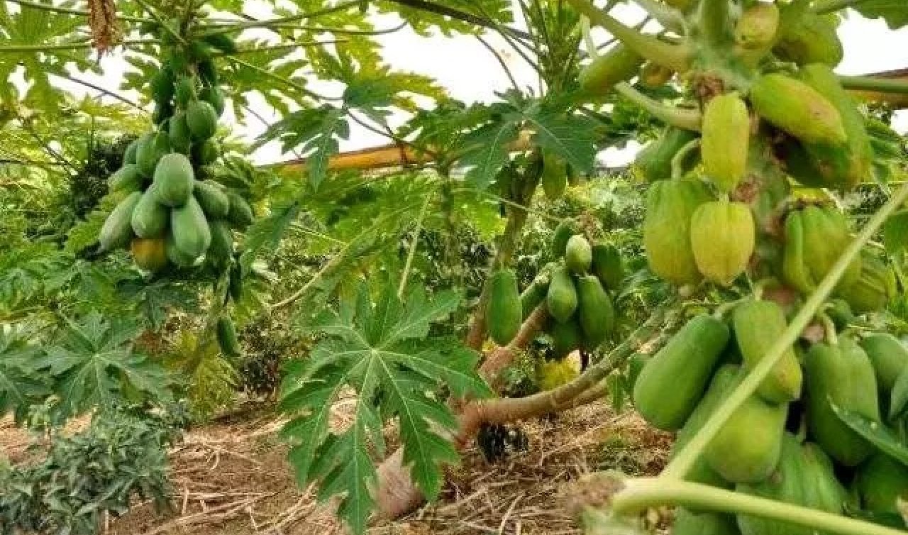Antalya’da hasadı başladı! Kilosu 50-100 lira arasında gidiyor 