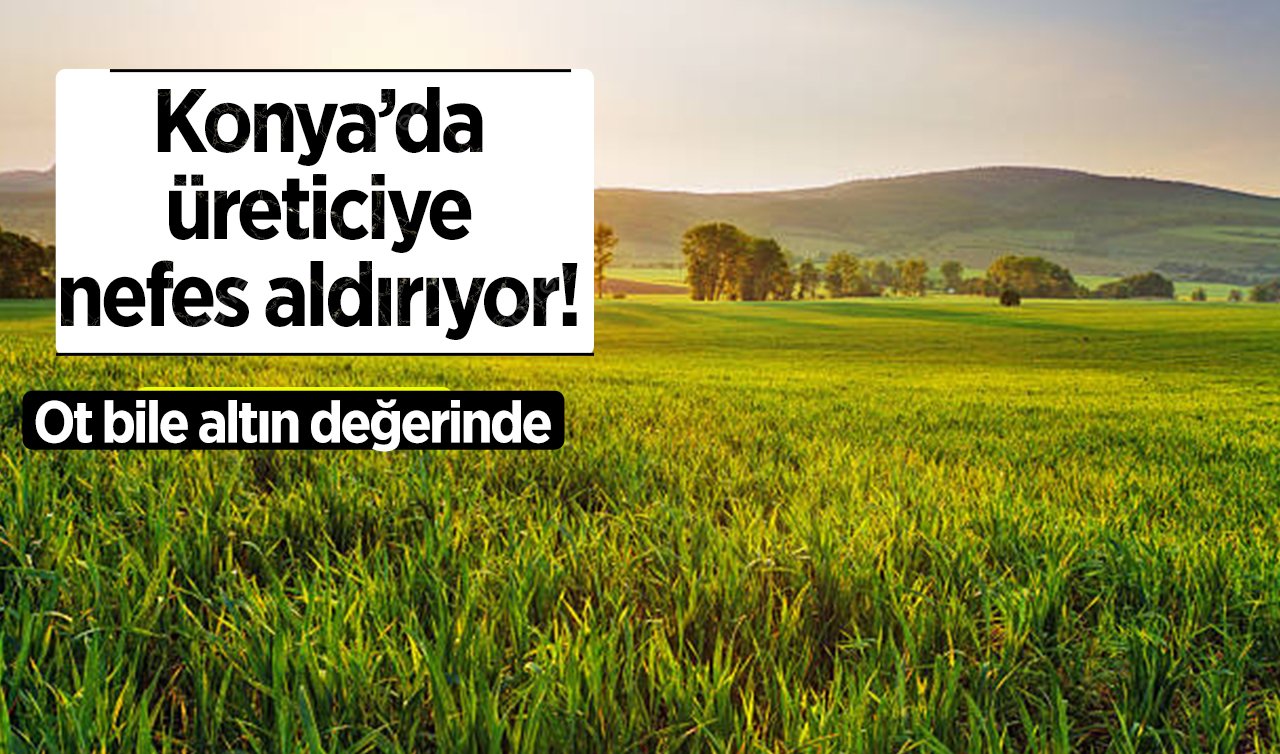 Konya’da üreticiye nefes aldırıyor! Ot bile altın değerinde