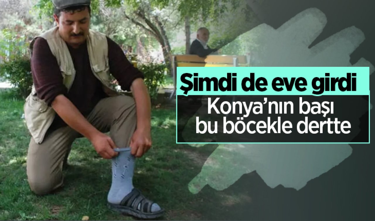 Konya’nın başı bu böcekle dertte! Şimdi de eve girdi