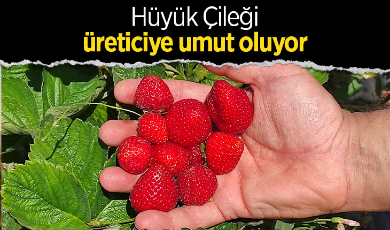 Hüyük Çileği üreticiye umut oluyor