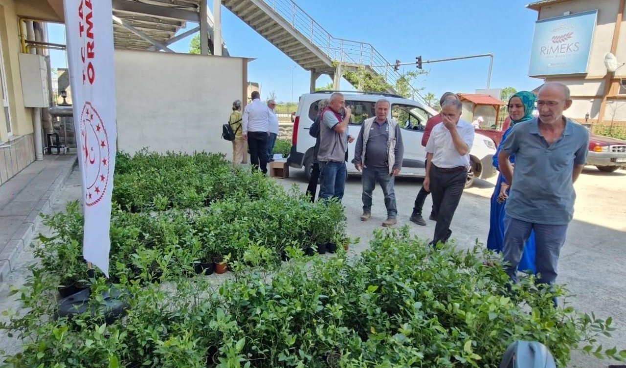 Rize’de Maviyemiş seferberliği: TAM 9.500 adet dağıtıldı 