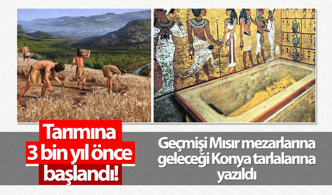 Tarımına 3 bin yıl önce başlandı! Geçmişi Mısır mezarlarına geleceği Konya tarlalarına yazıldı