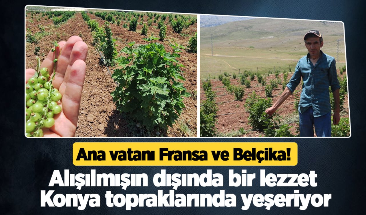 Ana vatanı Fransa ve Belçika Alışılmışın dışında bir lezzet Konya topraklarında yeşeriyor