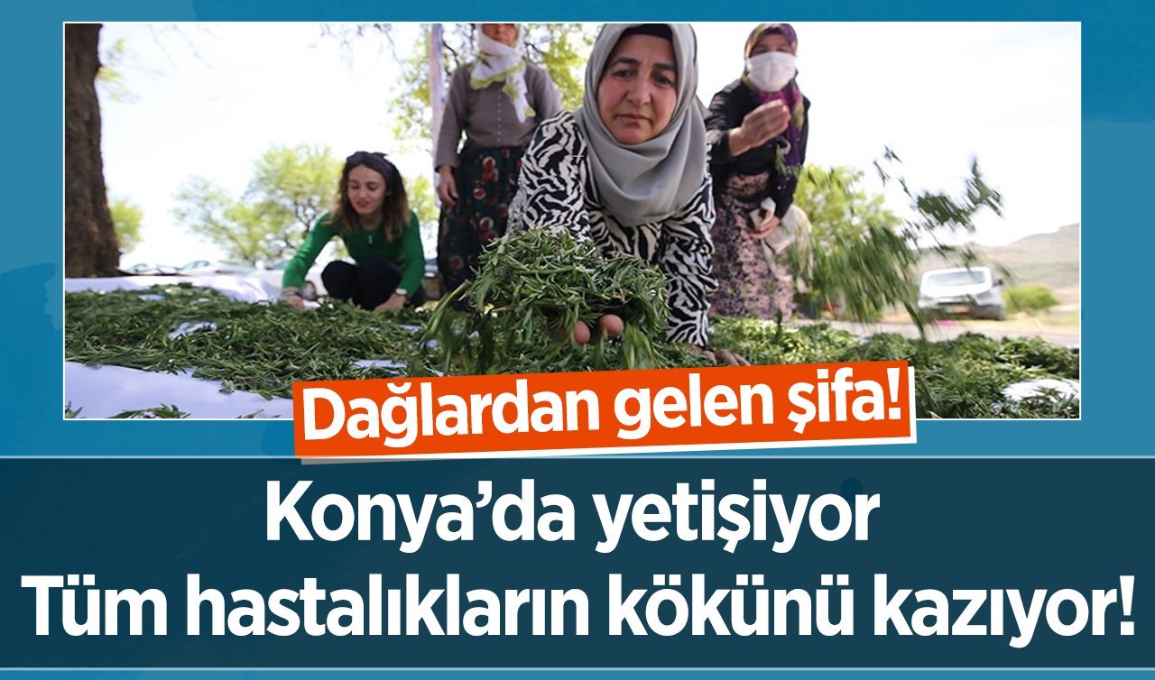 Konya’da yetişiyor tüm hastalıkların kökünü kazıyor! Dağlardan gelen şifa! 