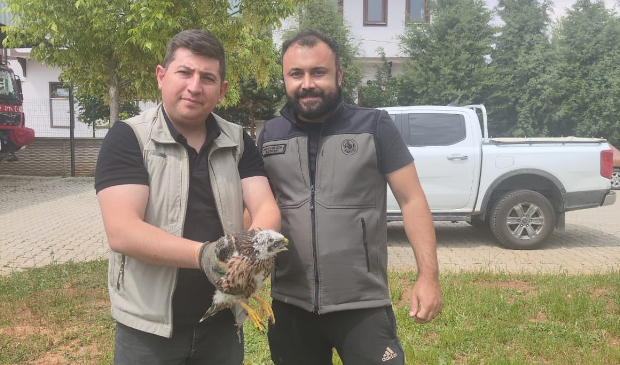 Konya’da arazi çalışmaları sırasında ekipler buldu! Gökyüzünün hızlı ve sessiz avcısı