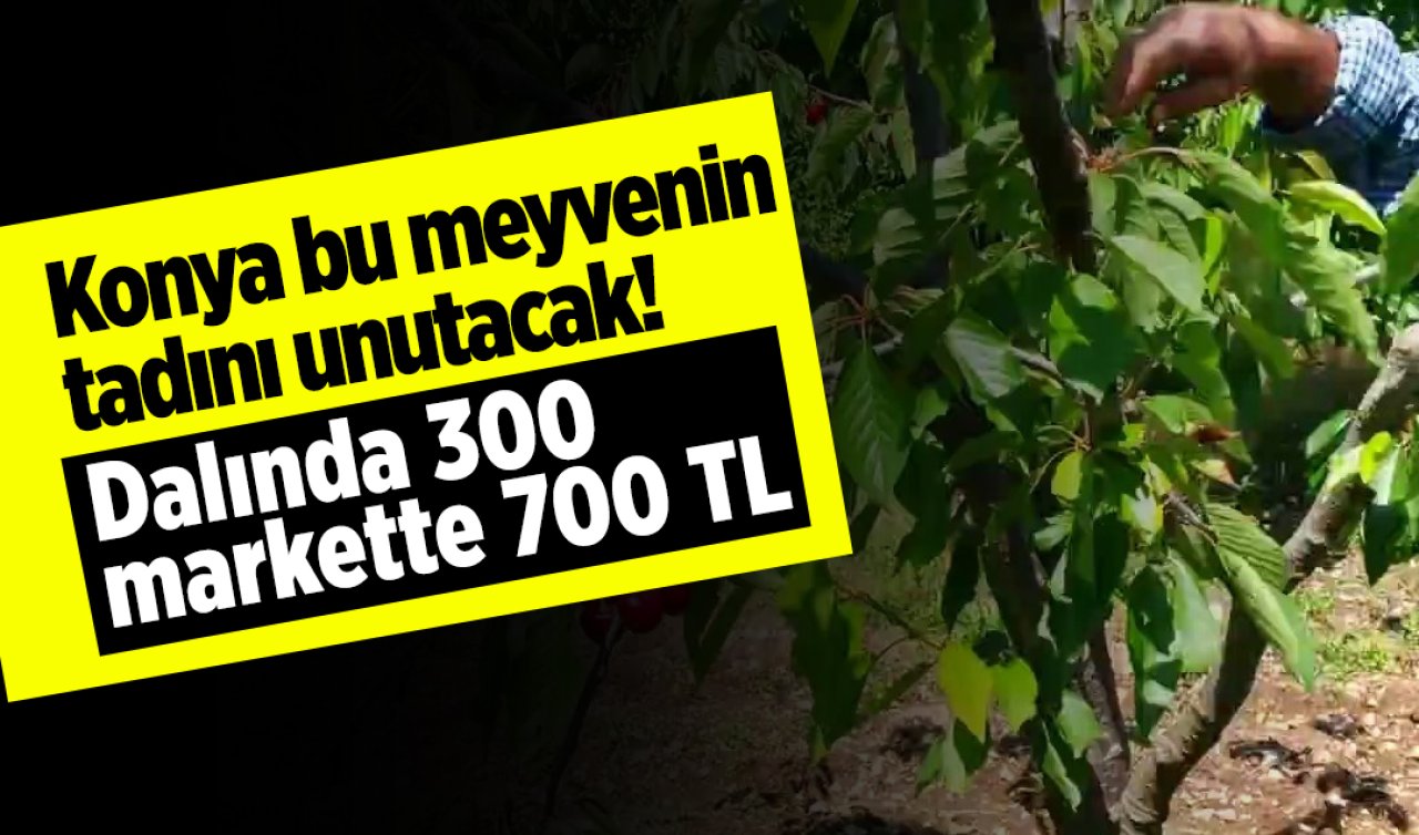 Konya bu meyvenin tadını unutacak! Dalında 300 markette 700 TL
