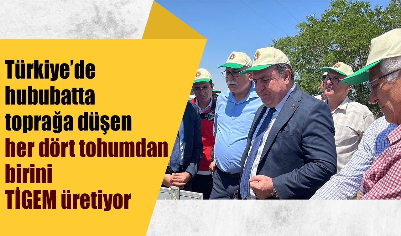 Türkiye’de hububatta toprağa düşen her dört tohumdan birini TİGEM üretiyor