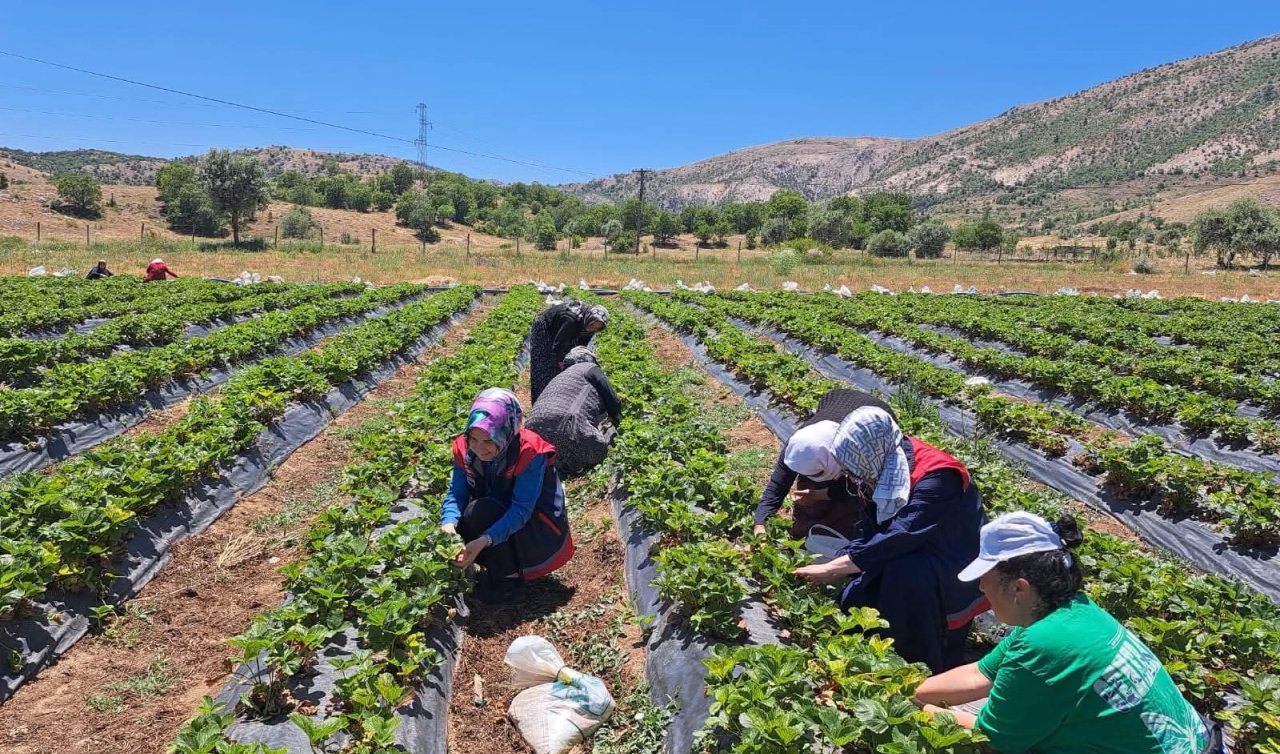Bozkır’da kadın çiftçilere yönelik eğitim ve destek ziyaretleri