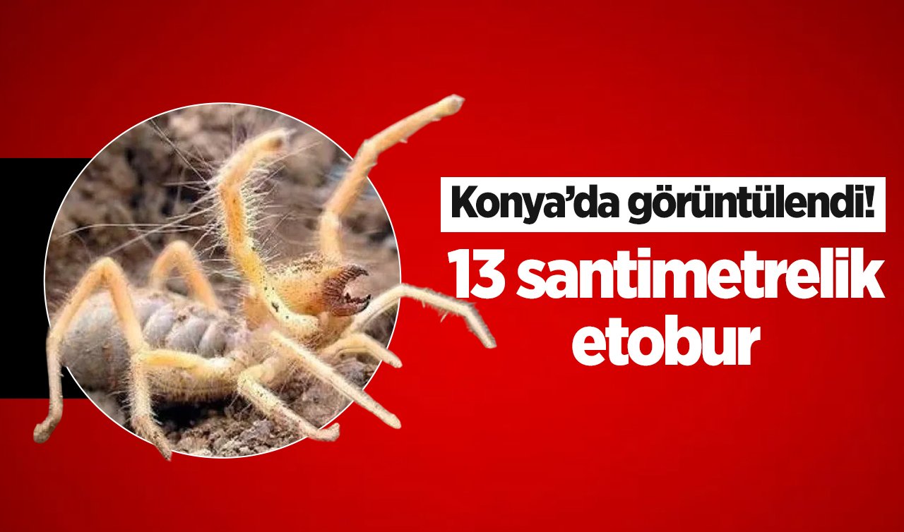 Konya’da görüntülendi! Gece ortaya çıkıyor, zıplıyor, et yiyor ve zehirli