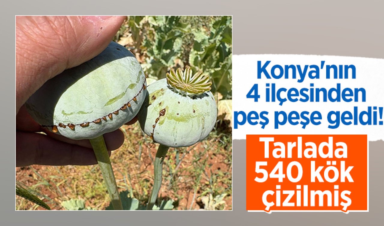 Konya’nın 4 ilçesinden peş peşe geldi! Tarlada 540 kök çizilmiş