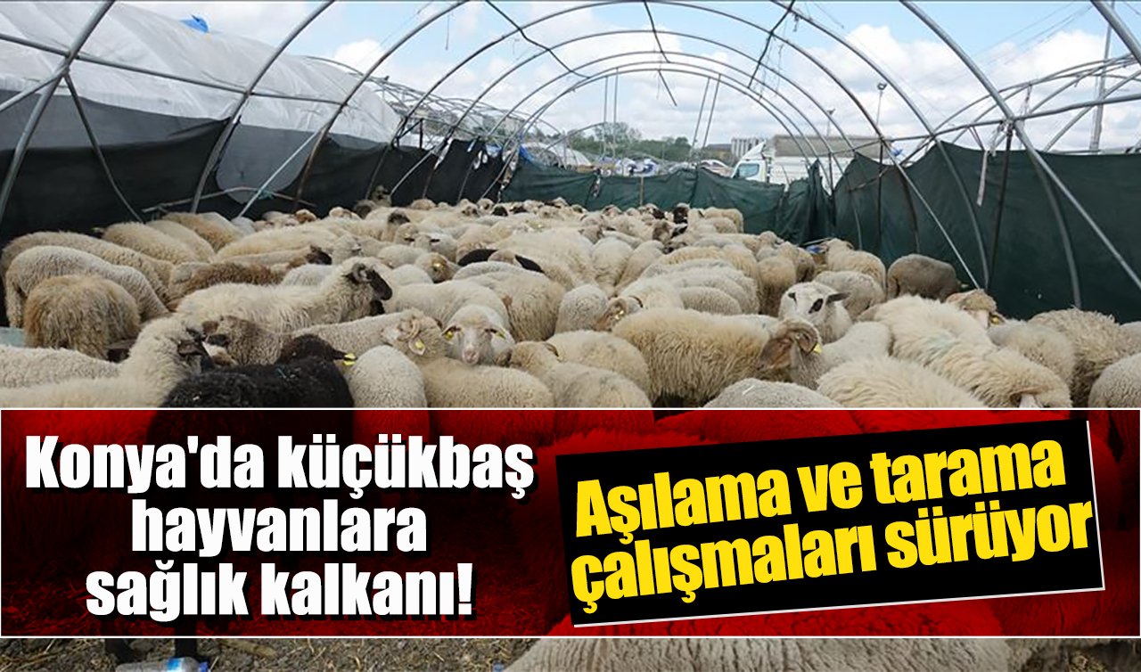 Konya’da küçükbaş hayvanlara sağlık kalkanı! Aşılama ve tarama çalışmaları sürüyor
