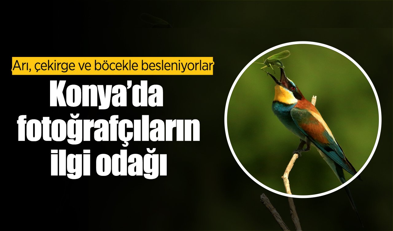 Konya’da fotoğrafçıların ilgi odağı: Arı, çekirge ve böcekle besleniyorlar