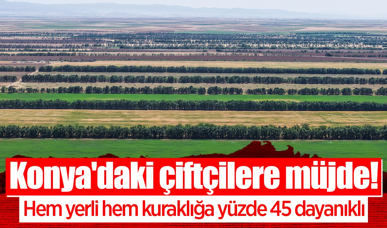 Konya’daki çiftçilere müjde! Hem yerli hem kuraklığa yüzde 45 dayanıklı