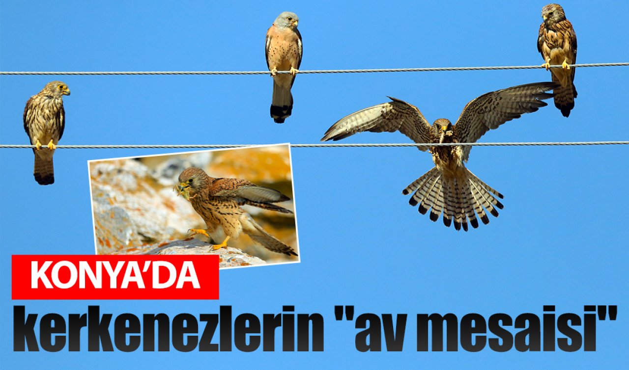 Konya’da kerkenezlerin “av mesaisi“