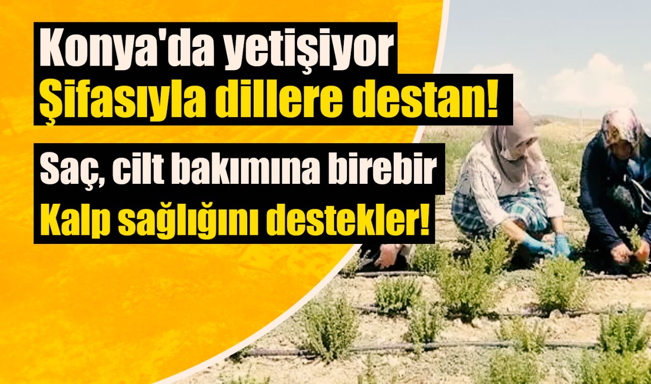 Konya’da yetişiyor şifasıyla dillere destan! Saç, cilt bakımına birebir: Kalp sağlığını destekler! 