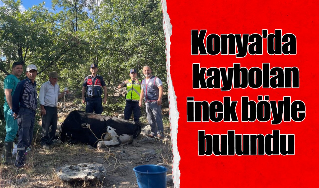Konya’da kaybolan inek böyle bulundu