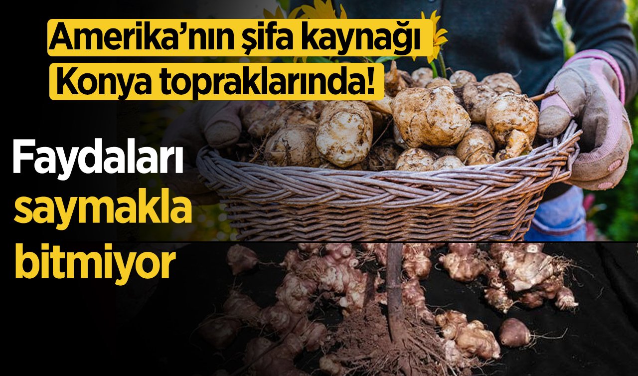 Amerika’nın şifa kaynağı Konya topraklarında! Faydaları saymakla bitmiyor