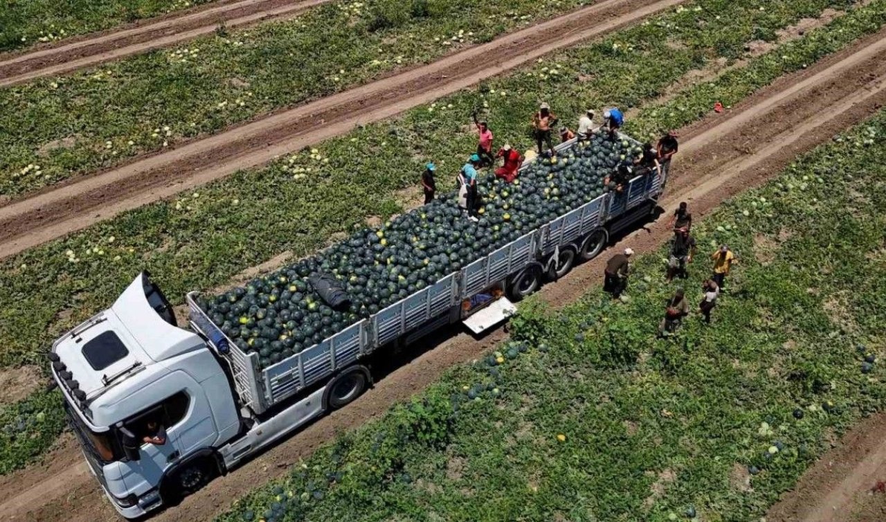 Sıcaklarda şifa arayanlara: Yaz aylarında mutlaka tüketin! Kapış kapış satılıyor 